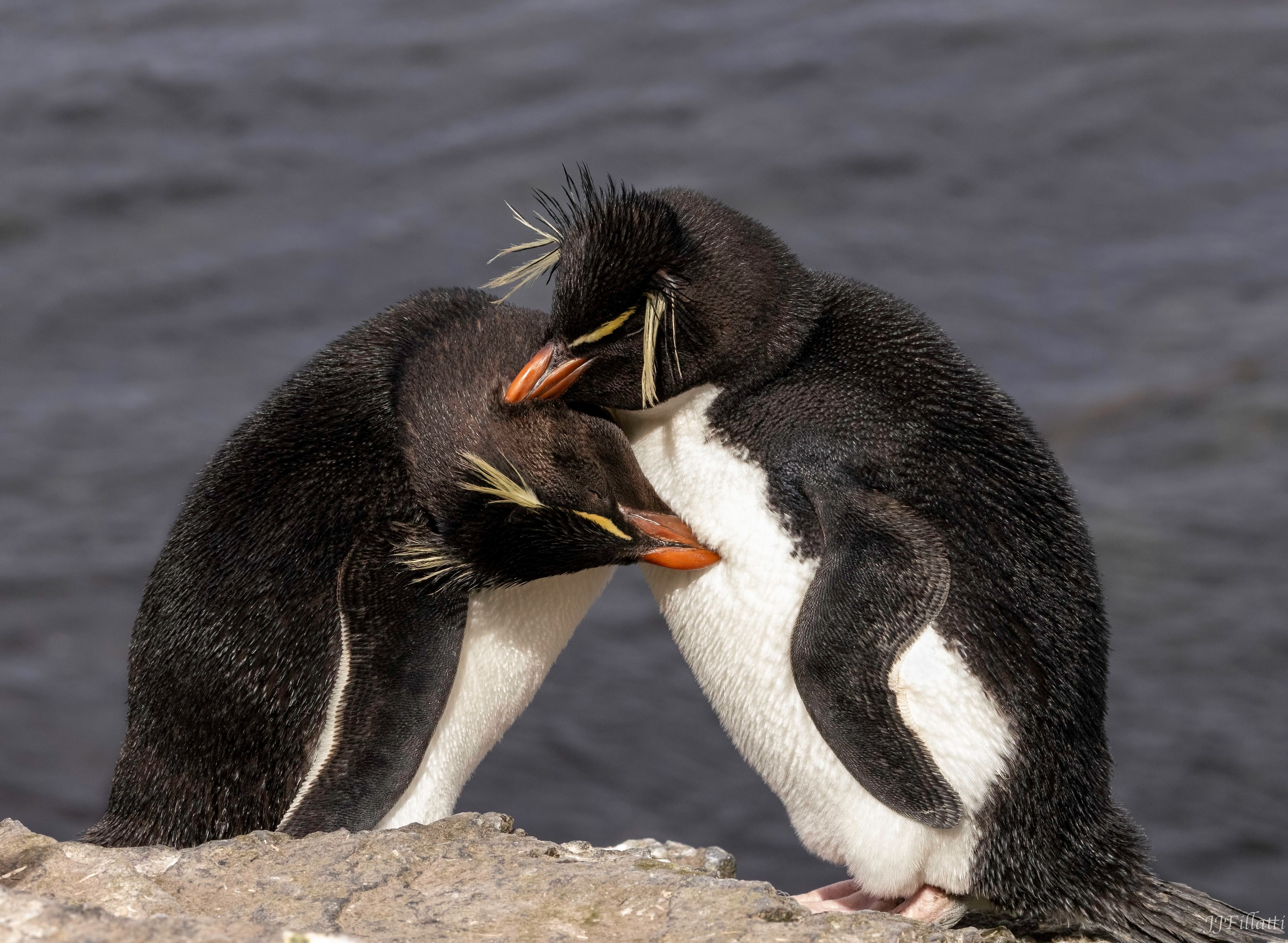 bird of the falklands image 36